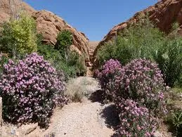 Vallée des Roses